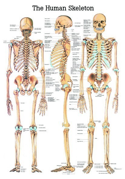 Anatomie Poster menselijk skelet 50 x 70 cm. | GELAMINEERD | Sport