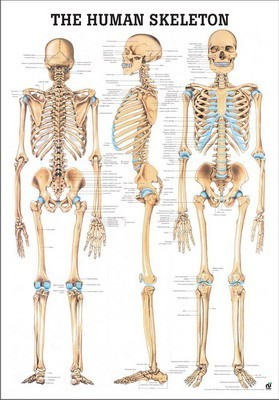 sigaar Honderd jaar naaien Anatomie Mini-Poster Skelet | Sport Lavit
