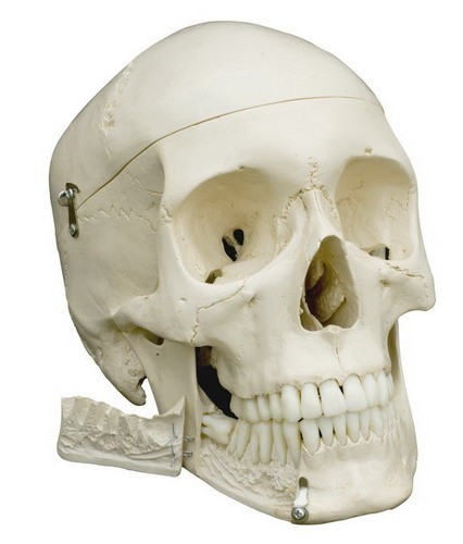 vaardigheid Lijken Roux Menselijke schedel replica | Anatomie schedel kopen